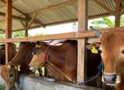 Bupati Bassam Kasuba Siapkan 105 Ekor Hewan Kurban,Bakal Didistribusi Sebelum Idul Adha .
