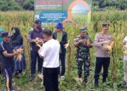 Panen Perdana Jagung, Pemdes Tomori Tegaskan Dukungan Program Ketahanan Pangan Nasional dan Visi Agromaritim Halsel