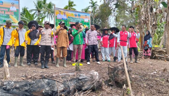 Desa Awis Bangunkan Lahan Tidur Jadi Kebun Jagung Hibrida