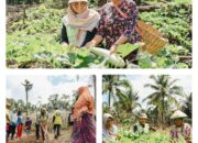 Kebun Hortikultura Jadi Ruang Kemandirian Perempuan di Pulau Obi