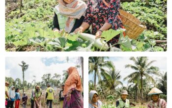 Kebun Hortikultura Jadi Ruang Kemandirian Perempuan di Pulau Obi