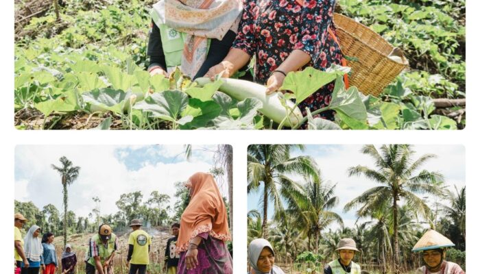 Kebun Hortikultura Jadi Ruang Kemandirian Perempuan di Pulau Obi