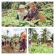 Kebun Hortikultura Jadi Ruang Kemandirian Perempuan di Pulau Obi