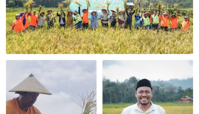 Petani Milenial Obi Buktikan Sawah Tetap Produktif di Tengah Kemarau